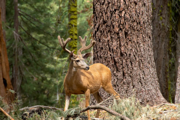 Mule Deer Buck - fotografia de stock