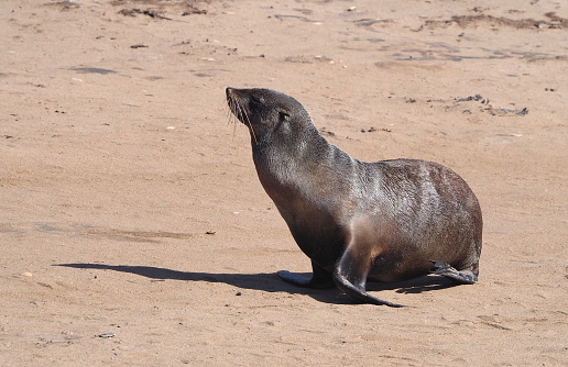brown fur seal (Arctocephalus pusillus) on the beach at Cape Cross, Namibia