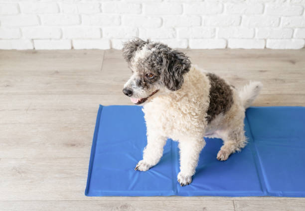 Cute mixed breed dog sitting on cool mat looking up on white brick wall background