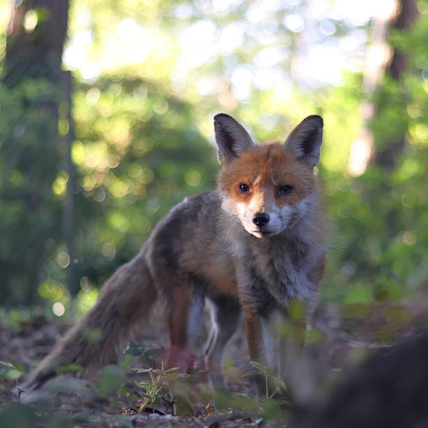 istock Male fox in the woods 1405082297