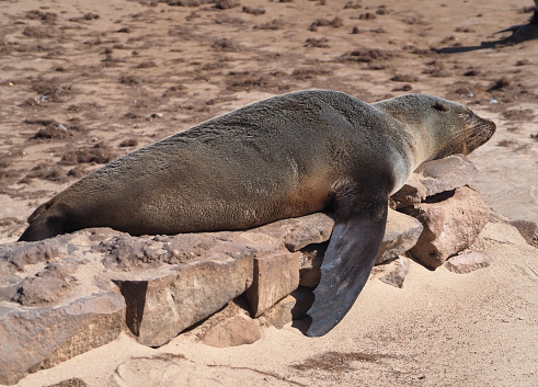 brown fur seal (Arctocephalus pusillus) sleeping on the beach at Cape Cross, Namibia