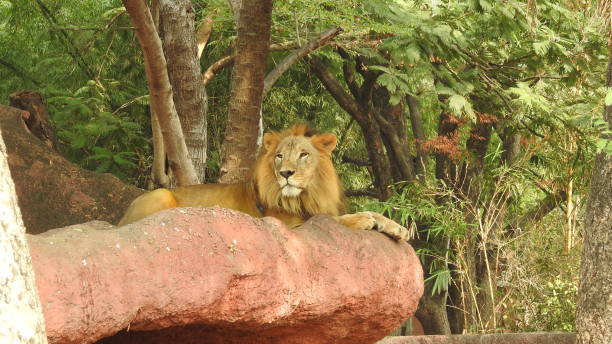 Majestic Lioness Resting in Grass. Lion lying in wait in the bushes of a Kenya Safari Game Reserve Africa. side profile of a lioness head isolated against a green background. Close-up portrait lioness. Lion and Lioness playing each other laying on the ground. Closeup look of lioness with trees and green leaves in background in nature. Lion and Lioness playing each other laying on the ground. Closeup look of lioness with trees and green leaves in back león y leona jugando el uno al otro tendidos en el suelo. mirada de cerca de leona con árboles y hojas verdes de fondo en la naturaleza. león y leona jugando el uno al otro tendidos en el suelo. mirada de cerca de leona con árboles y hojas verdes en la