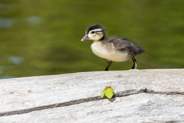 istock Wood duck babies in summer 1405082606