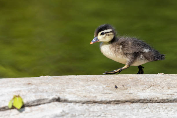 istock Wood duck babies in summer 1405082608