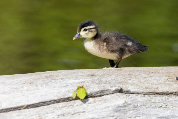 Wood duck babies in summer