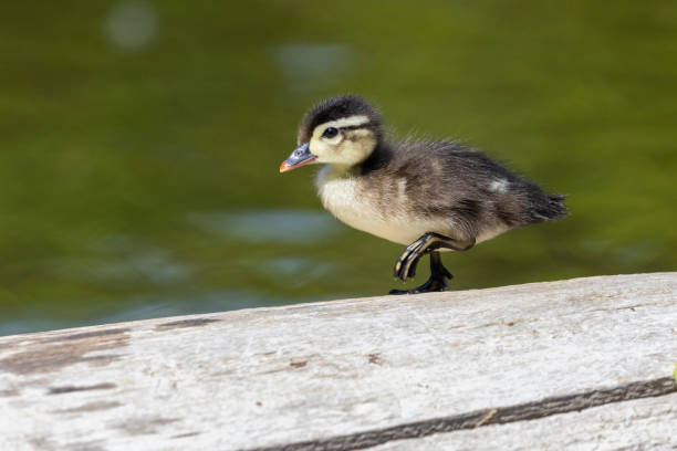istock Wood duck babies in summer 1405082638