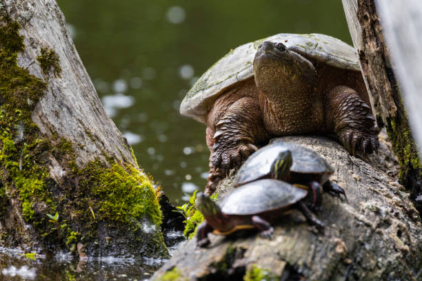 common snapping turtle and painted turtle stock photo