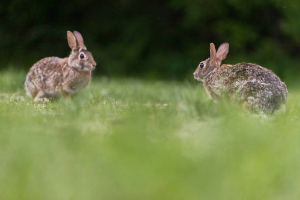istock Two males eastern cottontail (Sylvilagus floridanus) fighting in spring 1405082764