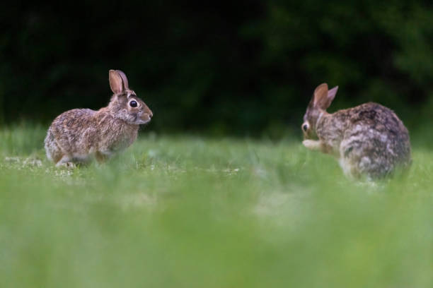 istock Two males eastern cottontail (Sylvilagus floridanus) fighting in spring 1405082771