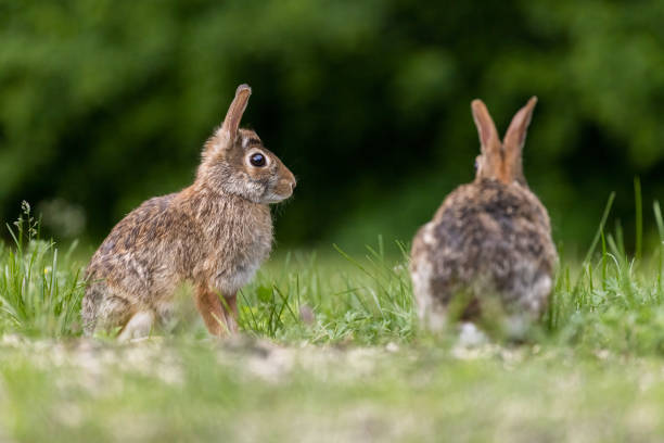 istock Two males eastern cottontail (Sylvilagus floridanus) fighting in spring 1405082814