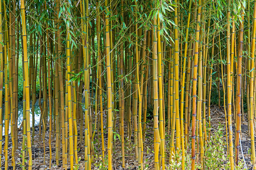 Bunch of yellow groove bamboo , ornamental plant. Can be used for hedges.
