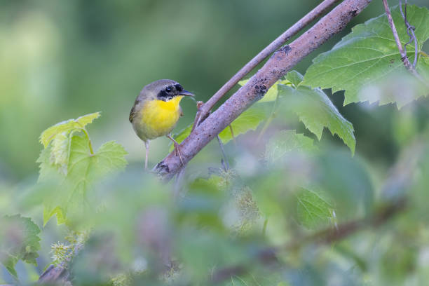 istock Male common yellowthroat 1405082935