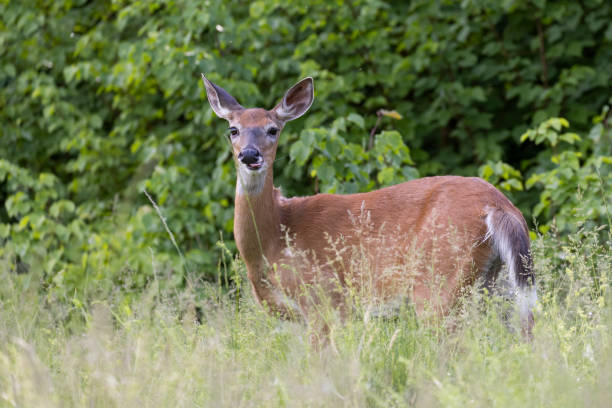 istock white-tailed deer female in early summer 1405083439