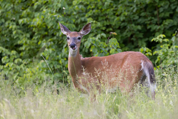 white-tailed deer female in early summer white-tailed deer (Odocoileus virginianus) female in early summer mule deer stock pictures, royalty-free photos & images