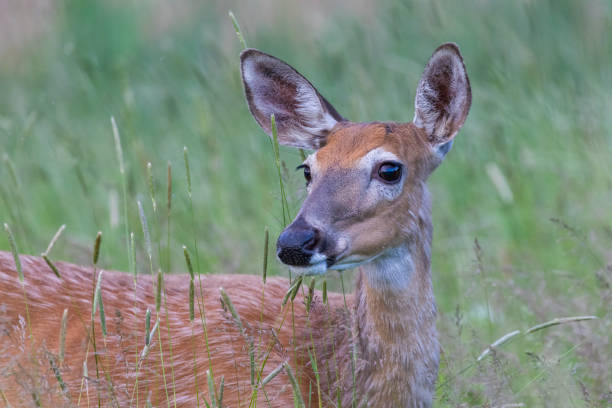 istock white-tailed deer female in early summer 1405083447