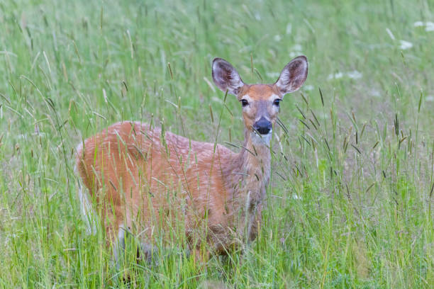 istock white-tailed deer female in early summer 1405083453