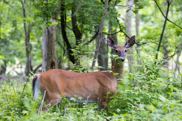 istock white-tailed deer female in early summer 1405083472