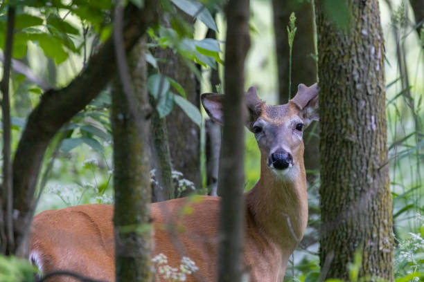 istock white-tailed deer male in early summer 1405083515