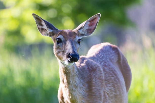 istock white-tailed deer female in early summer 1405083609