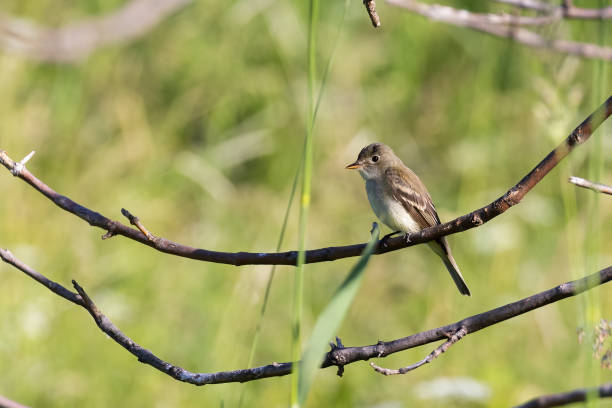 восточная фиби (sayornis phoebe) весной - bird spring branch phoebe стоковые фото и изображения