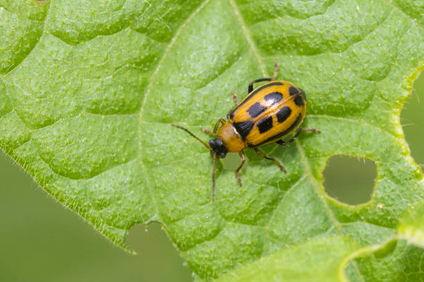豆の葉のカブトムシ - ladybug insect leaf beetle ストックフォトと画像