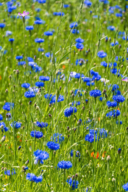 istock Wildflower Meadow with blue Cornflowers 1405083656