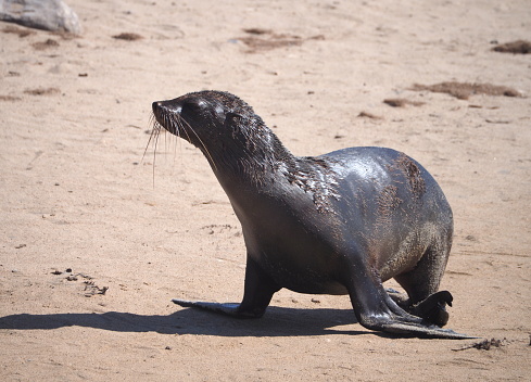 large colony of cap fur seals (Arctocephalus pusillus)  in Cape Cross, Namibia
