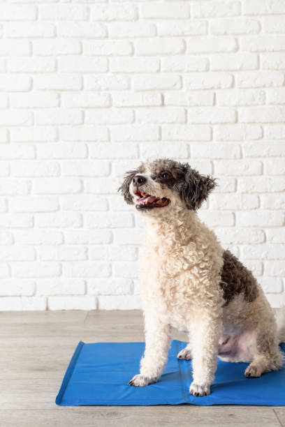 istock Cute mixed breed dog sitting on cool mat looking up on white brick wall background 1405084915