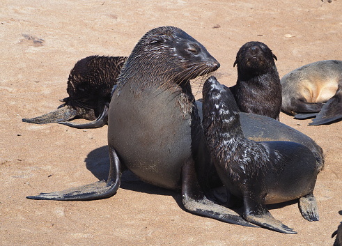 large colony of cap fur seals (Arctocephalus pusillus)  in Cape Cross, Namibia