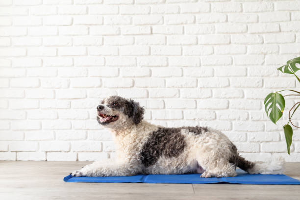 istock Cute mixed breed dog lying on cool mat looking up on white brick wall background 1405086186
