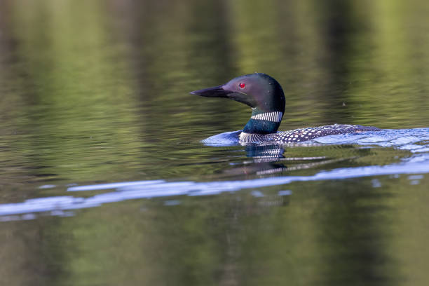 istock common loon or great northern diver 1405087397