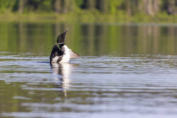 Solitary Loon on Crooked Lake. Expansive view, great sky. Large File. Please see portfolio for similar photos.