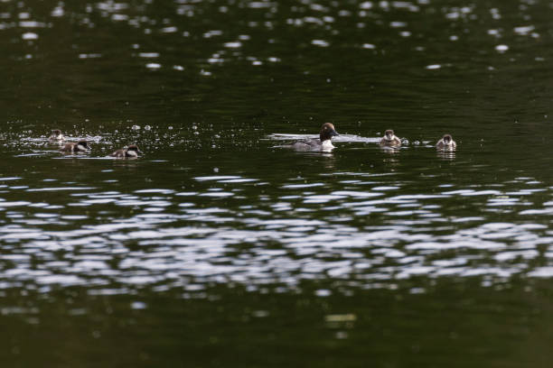 istock Common goldeneye or simply goldeneye (Bucephala clangula) 1405087483