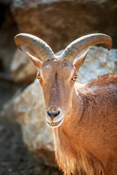 istock Mouflon smile portrait 1405088815