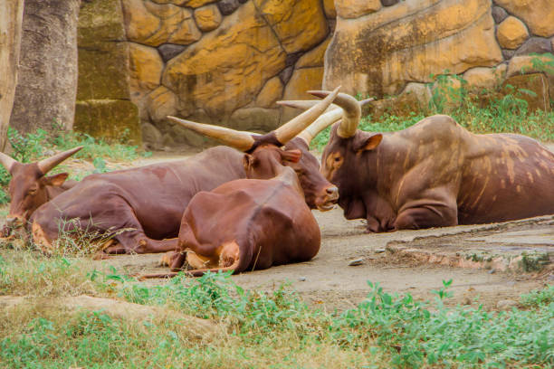 istock The Ankole-Watusi 1405090986
