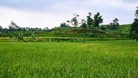 View of green rice fields in the countryside