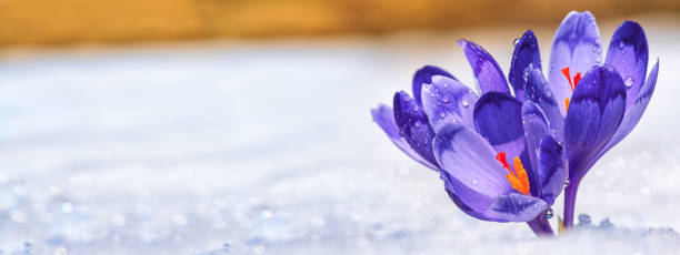 istock Crocuses - blooming purple flowers making their way from under the snow in early spring 1405093723
