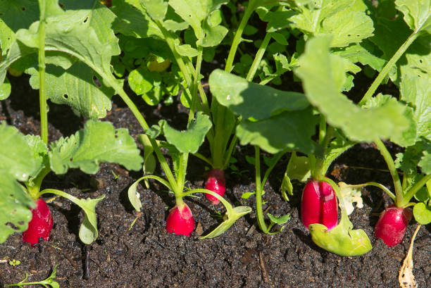 Fresh rFirst young radishes with tender greens against fresh foliage. Symbol of spring and organic farming. Great for seasonal content and eco-themesadishes with green leaves. High quality photo