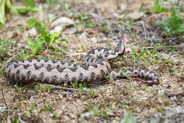 istock Nose-Horned Viper male with open mouth preparing to strike 1405094833