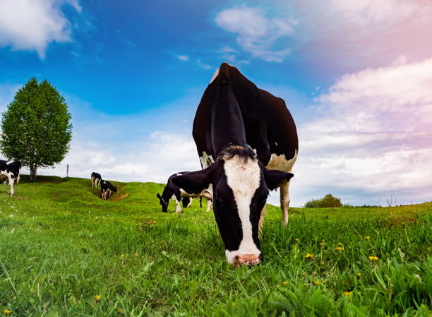 istock Cows graze in a green meadow. Rural composition. 1405095004