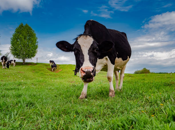istock Cows graze in a green meadow. Rural composition 1405095005