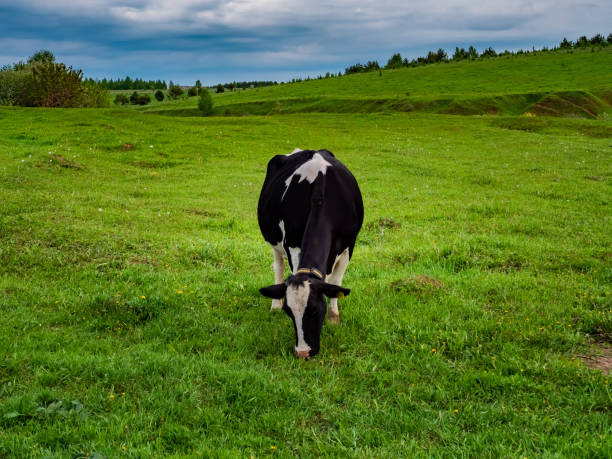 istock A cow grazes in a green meadow. Rural composition 1405095006
