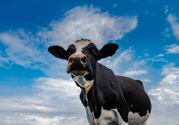 istock A cow against a serene blue sky. Rural composition 1405095013