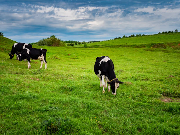 istock Cows graze in a green meadow. Rural composition 1405095039