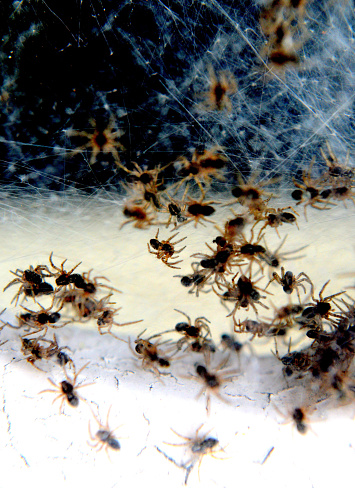 Newborn spiders protected by web. The mother only briefly  left the little ones.