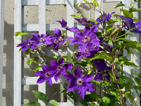 Purple and blue clematis climbing an old stone wall in Salzburg, Austria