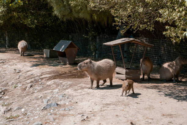 Capybara And Cactus