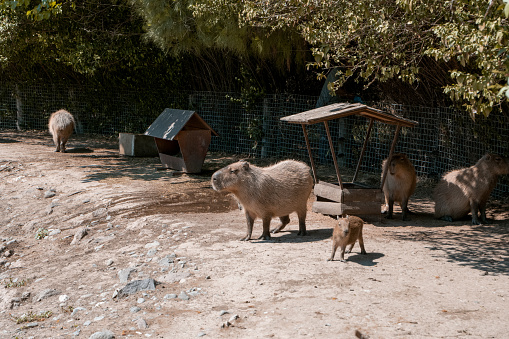 Capybaras In the Zoo, İzmir Sasalı
