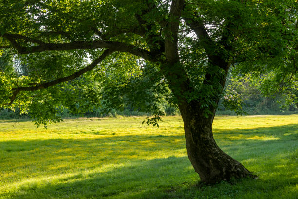 istock Summer scenery in Valley Forge National Park 1405096082