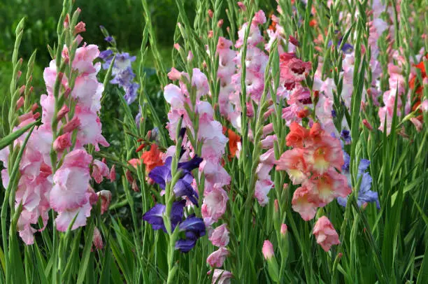 Blossom of colorful gladioluses, who bloom on the flowerbed